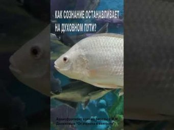 Как сознание останавливает на духовном пути? (57)