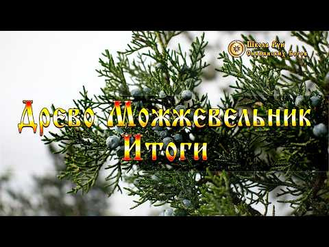 Боги Древа Можжевельник - Итоги. [Ведзнич]