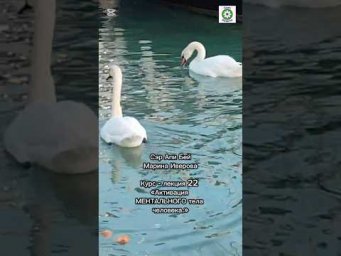 Интеллект.