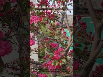 Не финансируй артистов в голове! (14)
