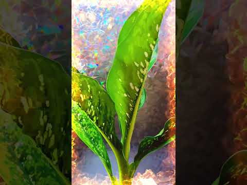 Dieffenbachia Dragon Scale. Диффенбахия "Шкура/чешуя дракона". #растения #диффенбахия #dragonscale