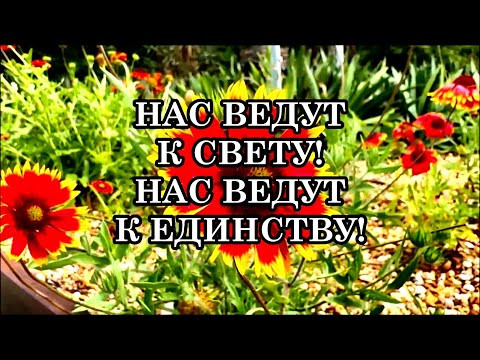 НАС ВЕДУТ К СВЕТУ! НАС ВЕДУТ К ЕДИНСТВУ!