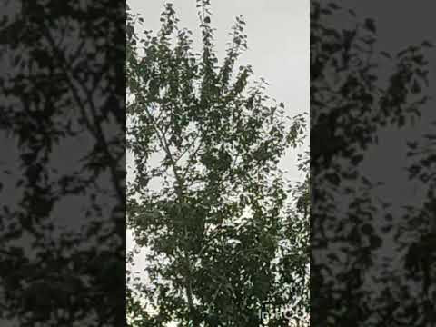 Эльза-Дом листьев расфокусировка