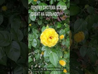 Почему Система всегда давит на больное? (44)