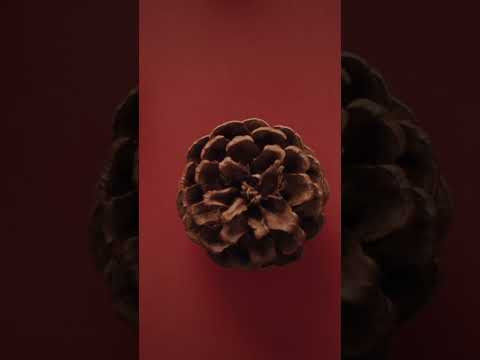 Спирали Фибоначчи: Секретный код природы.