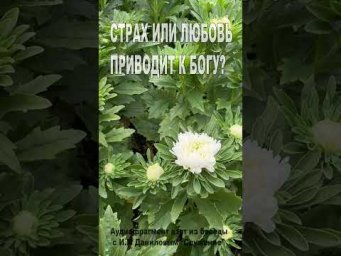 Нужна богобоязненность или любовь? (193)