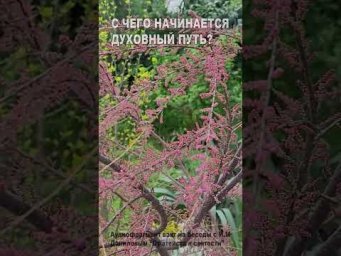 С чего начинается духовный путь? (29)