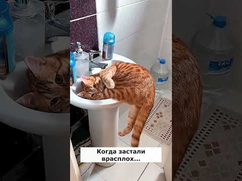 Когда застали врасплох. Астральные котики #котик #нежность #юмор #прикол #шутка #позитив #настроение