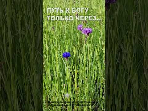 Путь к Богу только через... (20)