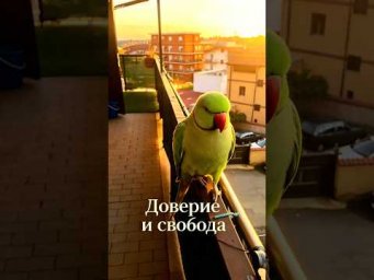 Никак не выпроводить этого попугая.