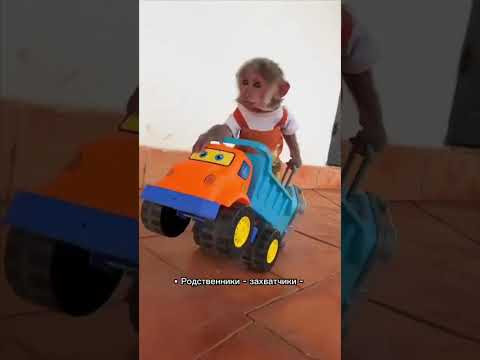 Грабитель Богатства в вашей карте Бацзы